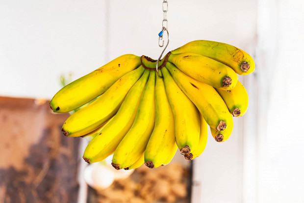banani-1774435515.jpg